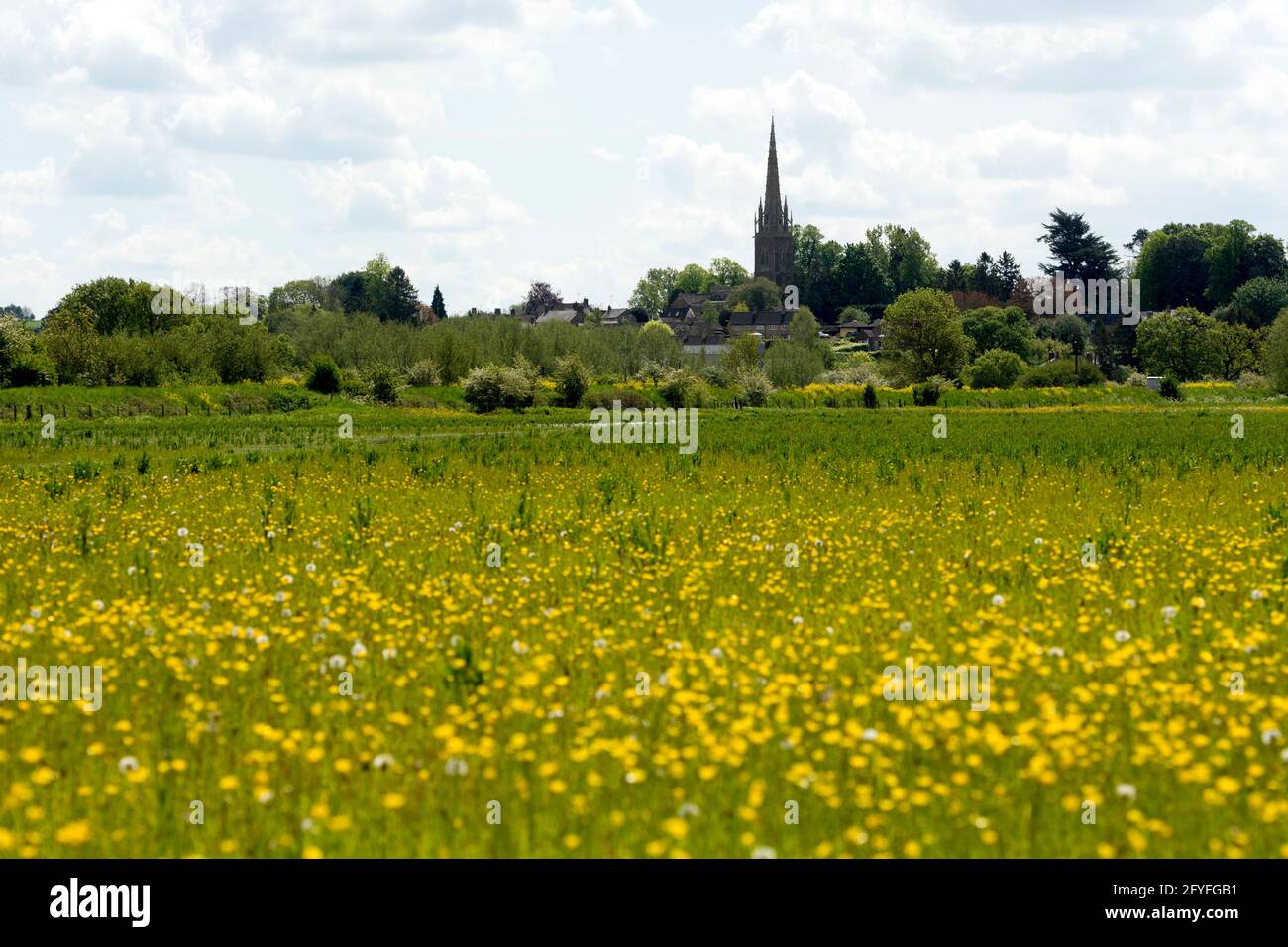 A watermeadow with buttercups flowering, by the River Cherwell, near King`s Sutton, Northamptonshire, England, UK Stock Photo